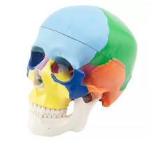 Модель черепа человека TM-089, Revyline