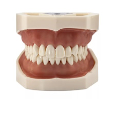 Фантомная модель для препарирования без сустава, взрослая, Revyline