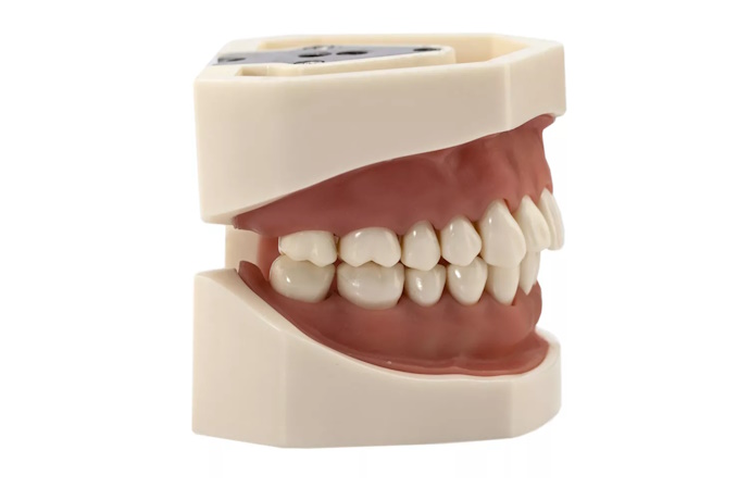 Фантомная модель для препарирования без сустава, взрослая, Revyline