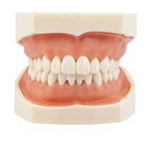 Фантомная модель для препарирования, взрослая, Revyline