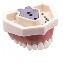 Фантомная модель для препарирования, верхняя челюсть, взрослая, Revyline